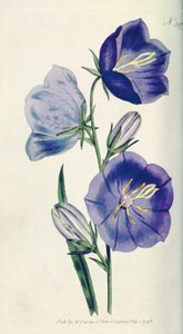 Perzik-kleurige klokjesbloem of Campanula (Campanula persicifolia var. maxima), plaat 397 uit William Curtis The Botanical Magazine (of Flower Garden Displayed), pub. 1792